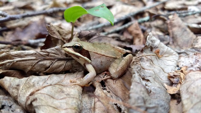 woodfrog